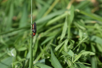 beetle on grass