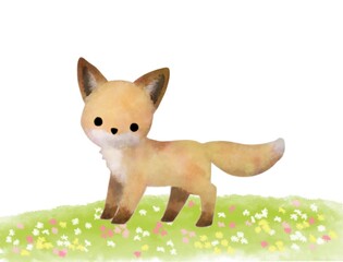Fototapeta premium キタキツネ