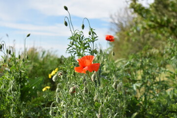field of poppies