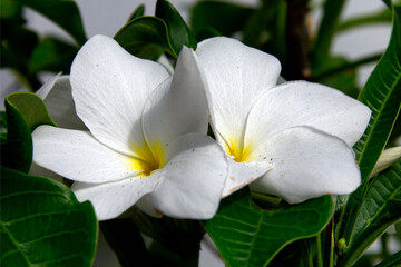 Fototapeta na wymiar Plumeria, Frangipani flower, blossom, Blue Bay, Grand Port district, Mauritius, Africa
