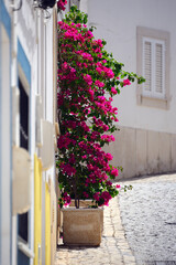 Bougainvillaea flowering tree in front of the house, narrow street, historic part of Lagos city, Algarve, Portugal, Europe