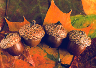 Close up of acorns laying on fall tree leaf's. Bright autumn background.