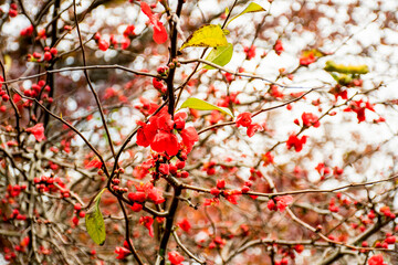 Chaenomeles japonica quince blooming. Beautiful red flowers on a tree.