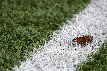 Kolorowy motyl na murawie boiska, biała linia boczna boiska