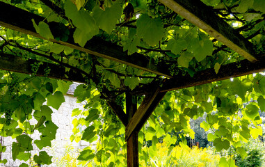 Weinreben Laube