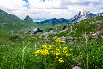 Fototapeta na wymiar Yellow flowers and green grass close-up against background of mountain peaks of Durmitor national park, which is UNESCO World Heritage site. Beautiful summer cloudy landscape. Montenegro.