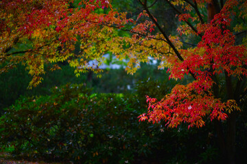 autumn park after the rain