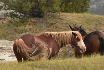 Naklejka na ściany i meble Wild Appaloosa Horse Swishing His Tail in North Dakota