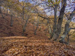 Fototapeta premium el color del otoño en el valle del genal, Andalucía