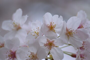 Fototapeta na wymiar White Japan Cherry Blossoms in Sunshine
