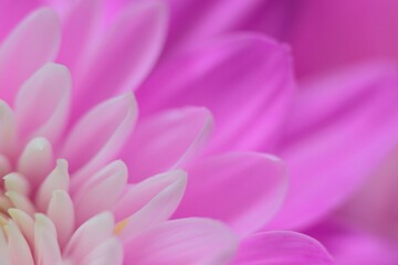 Macro texture of vibrant pink Dahlia flower