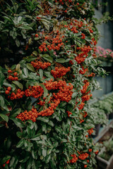 Rowan berries 
