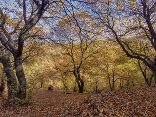 el color del otoño en el valle del genal, Andalucía