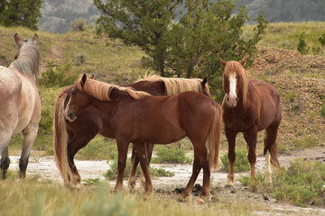Naklejka na ściany i meble Gorgeous Herd of Wild Horses in South Dakota