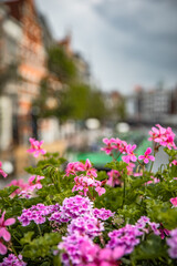 Fototapeta na wymiar pink flowers in the city