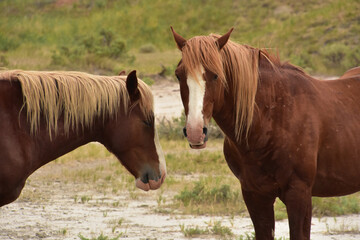 Pair of Palomino Wild Horses on a Prairie in the Midwest