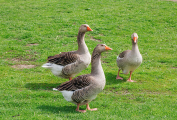 Naklejka na ściany i meble Brown geese walking on the meadow with green grass at farm. Domestic birds.