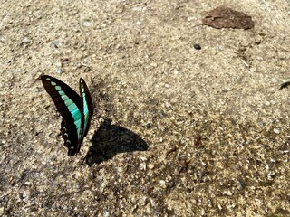 A beautiful butterfly on the ground