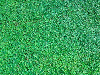 Fototapeta premium Green lawn for background. Green grass background texture.