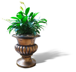 Green flower plant in a copper vase isolated on white background