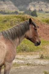 Obraz na płótnie Canvas Side Profile of a Wild Roan Horse in North Dakota