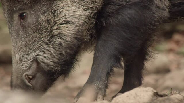 wild boar in German forest