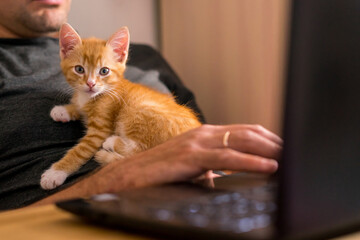 Cat on the laptop, working at home with pet