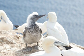 Basstölpel auf Helgoland