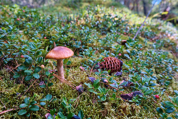 Mushroom and pine cone in Siberia