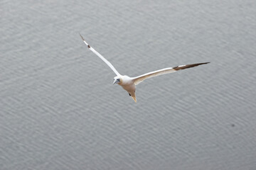 Basstölpel auf Helgoland