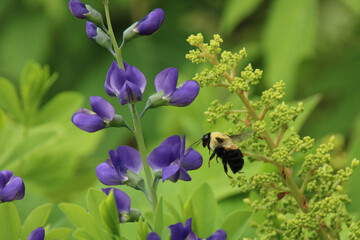 Bumblebee pollinating blue false indigo (baptisia australis) flowers - obrazy, fototapety, plakaty