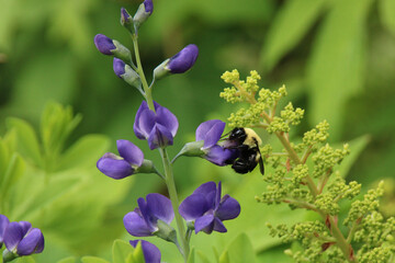 Bumblebee pollinating blue false indigo (baptisia australis) flowers - obrazy, fototapety, plakaty