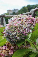 una planta de hojas blancas y rosas en un bosque 