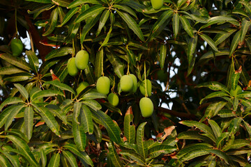 Big Mango Tree in garden,agriculture of mango,many mango Fruit Hanging On Mango Tree,cultivation of mangoes, Asian mango with tree
