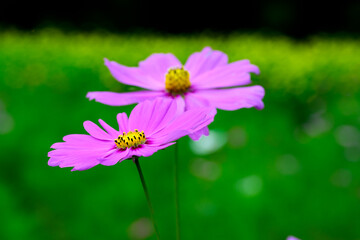 Fototapeta premium コスモス
