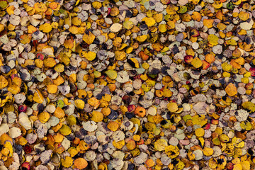 Abstraction. Autumn background.