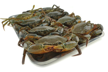 Raw sea mud crabs on isolated white background. Fresh seafood close-up, big crustacean life....