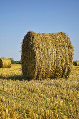 Harvested field with large round bales of straw in summer. Farmland with blue sky. Sheared stubble from harvested wheat. Vertical photo. Copy space. Selective focus.