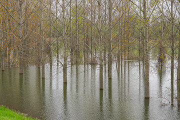 Woodland floods