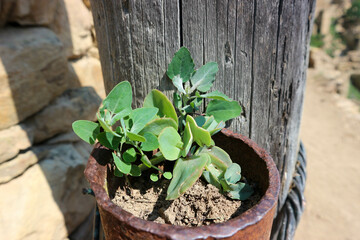 flowers and other plants take over the ruins of abandoned village Gamsutl in Dagestan