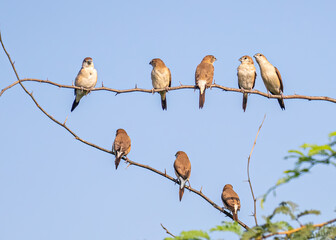 Group of Silver Bills in a triangle