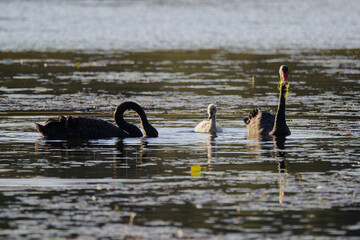 Family of Black Swan in a lake on the Sunshine coast, Queensland, Australia.