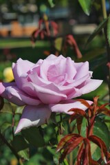 Fototapeta na wymiar purple rose growing in the flower garden