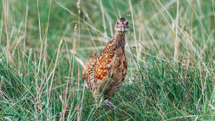 Close up of a wild pheasant chick, bird, Phasianidae 