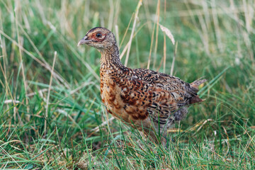 Close up of a wild pheasant chick, bird, Phasianidae 