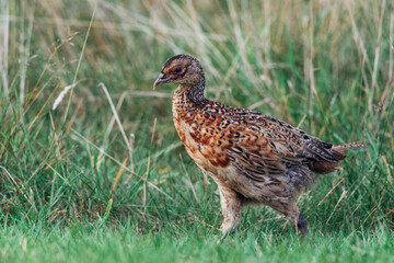 Close up of a wild pheasant chick, bird, Phasianidae 