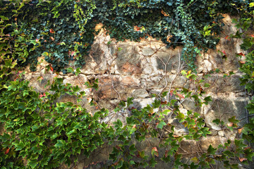 climbing plant framing a stone wall
