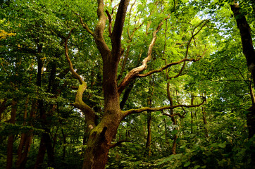 Obraz premium tree in the forest