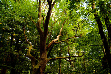 Obraz premium tree in the forest