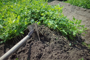 畑を耕して野菜を収穫